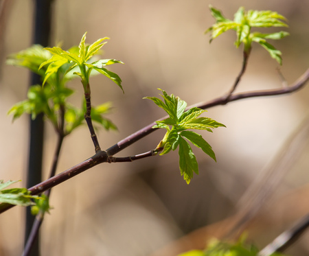 Young green leaves on a tree in spring .