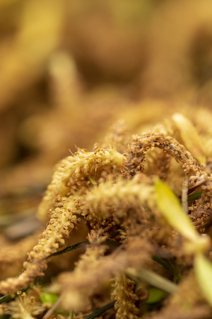 Flowers from a willow tree in nature .