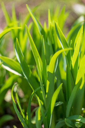 Green grass on nature in spring .の写真素材
