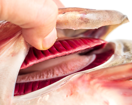 Fresh red gills in fish .の写真素材