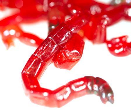 Red worm bloodworm isolated on white backgroundの写真素材