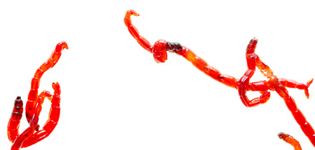 Red worm bloodworm isolated on white backgroundの写真素材