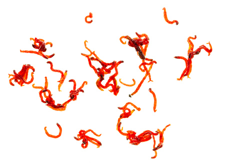 Red worm bloodworm isolated on white backgroundの写真素材