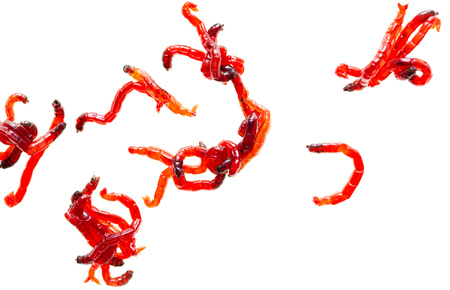 Red worm bloodworm isolated on white backgroundの写真素材