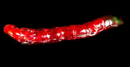 Red worm bloodworm on a black background .の写真素材