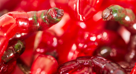 Red worms bloodworms as background .の写真素材