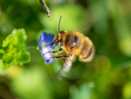 Bee on small blue flowers on the grass .
