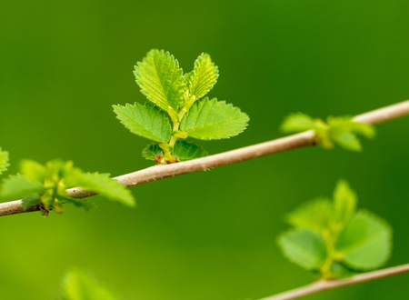 Young green leaves on a tree in spring .
