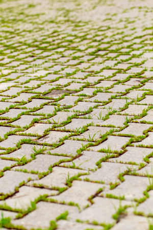 Green grass growing on the pavement tiles in the parkの写真素材