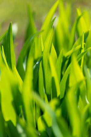 Green grass on nature in spring .