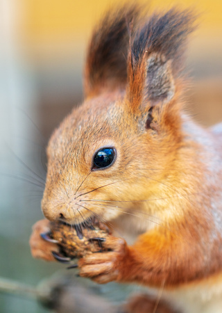 Squirrel eating in the park .
