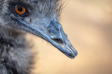 Portrait of an ostrich in the park .