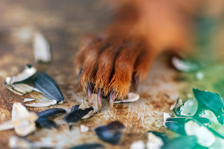 Leg squirrels near the seeds .