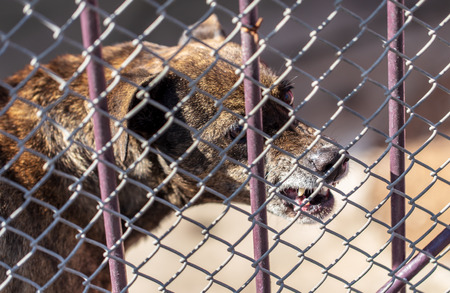 Angry dog barking behind a metal fence .の写真素材