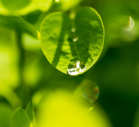 Water drops on a green leaf of a plant .