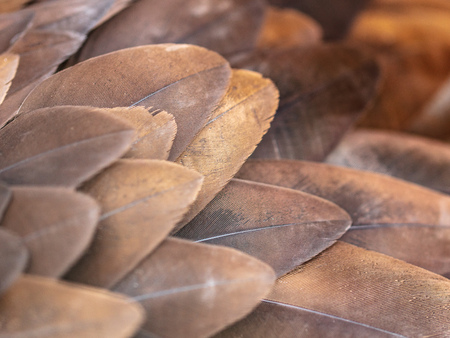 Eagle feathers as abstract background .の写真素材