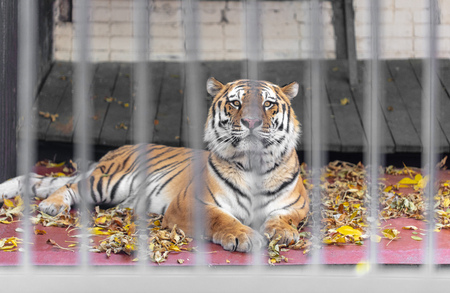 Portrait of a tiger behind a fence at the zoo .の写真素材
