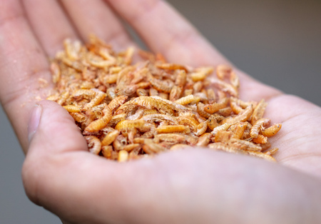 Dried crustaceans as food for birds in hand .の写真素材