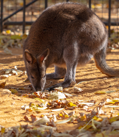 Kangaroo in the park in autumn .の写真素材