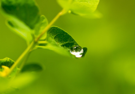 Water drops on a green leaf of a plant .の写真素材