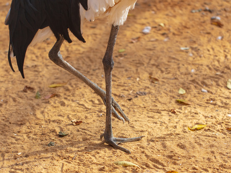 Paws of a heron in the park .の写真素材