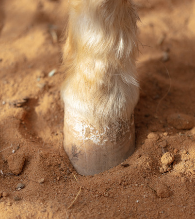 Horse hoof on sand in a zoo .の写真素材