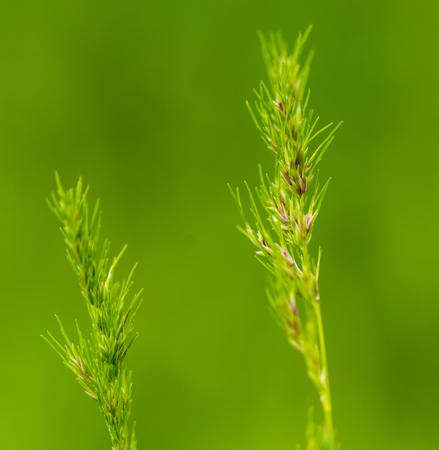 Green spike on the grass in spring. Macro