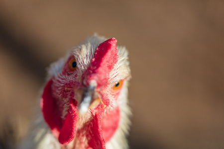 Portrait of chicken on the farm .の写真素材