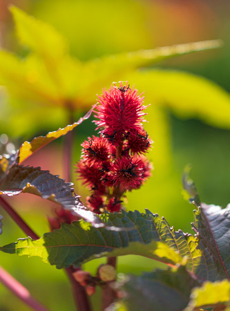 Red prickly fruits on the plant .の写真素材