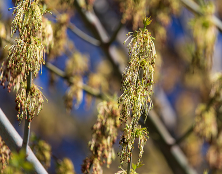 Blooming on maple branches in spring .