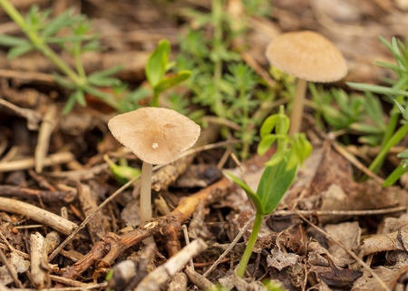 Inedible mushroom in the forest. Macroの写真素材