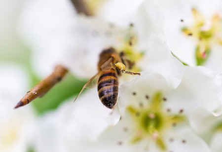 Bee on a white flower on a tree in spring .
