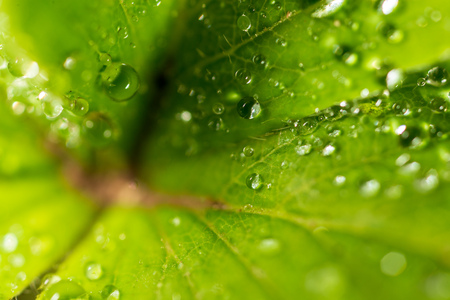 Water drops on a green leaf of strawberry. Macro