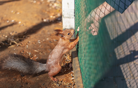 Squirrel eating with hands in the park .