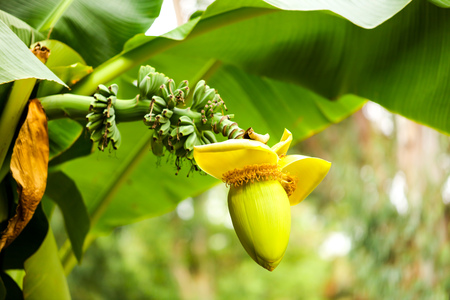 Big flower on a banana in nature .の写真素材