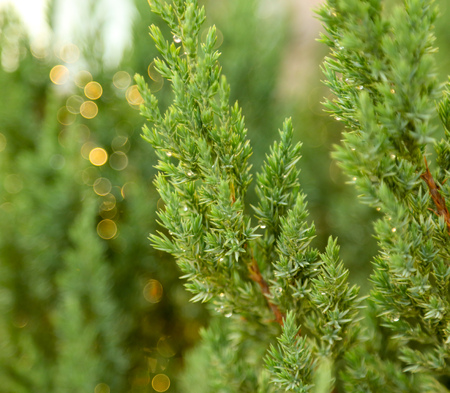 Coniferous tree branches in the park .の写真素材
