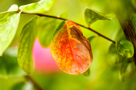 Red leaf leaves on a plant in the park .の写真素材