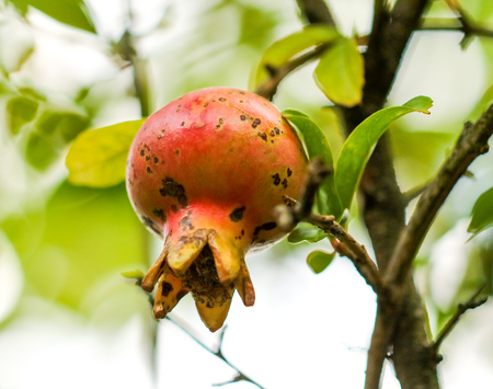 Pomegranate fruit on a tree branch .の写真素材
