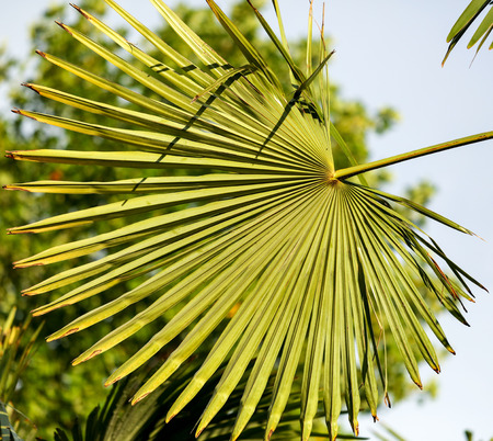 Palm trees in the park. Subtropical climate .の写真素材