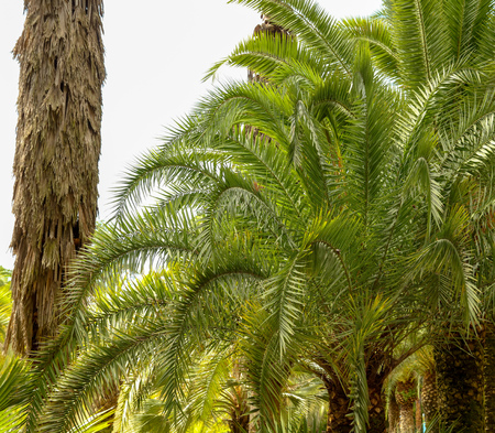 Palm trees in the park. Subtropical climate .
