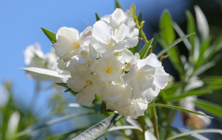 White flowers on a tree in the park .