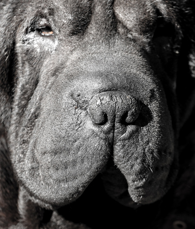 Portrait of a black dog fighting breed .の写真素材