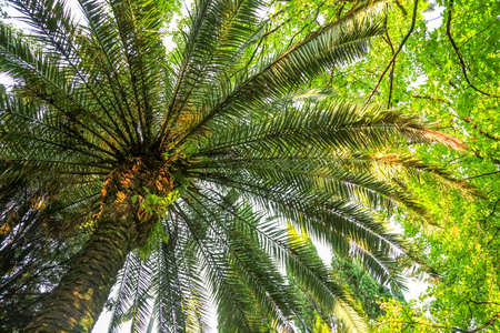 Palm trees in the park. Subtropical climate .の写真素材