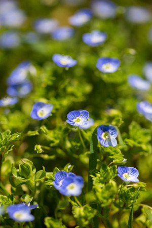 Little blue flowers on the grass in nature .の写真素材