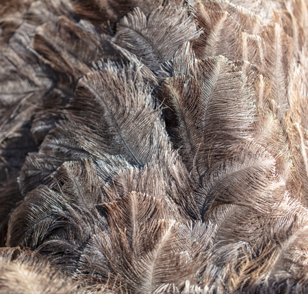 Ostrich feathers as an abstract background.