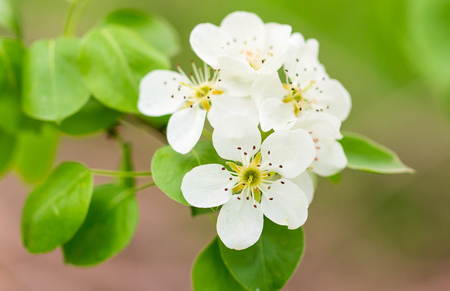 Flowers on pear branches in spring. Macro