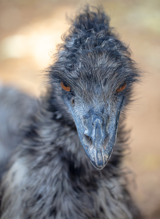 Portrait of an ostrich in the park .の写真素材