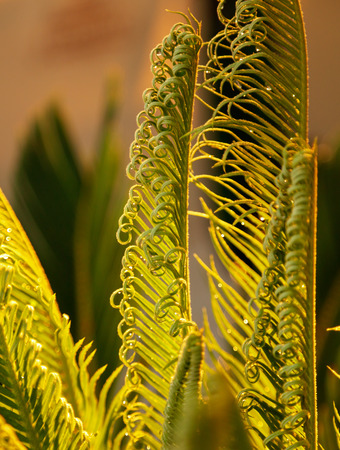 Leaves on the plant in the subtropics .の写真素材