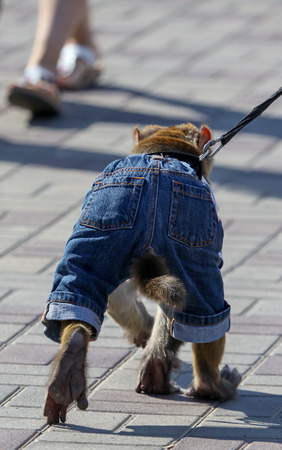 Monkey walks on a leash in the park .