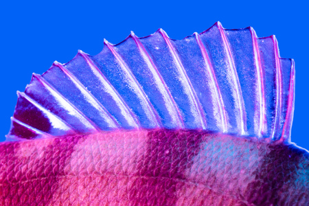 Perch fish fins in blue and pink color .の写真素材